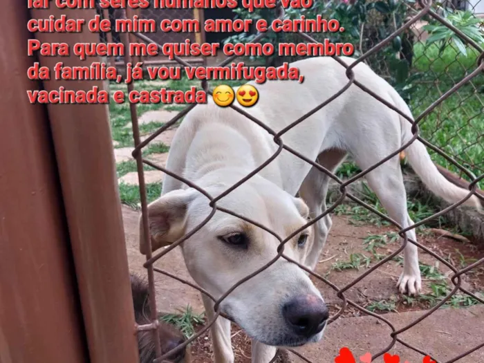 Cachorro ra a SRD-ViraLata idade 1 ano nome Vanilla