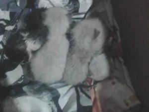 Gato raça Siamês idade Abaixo de 2 meses nome não nomeado