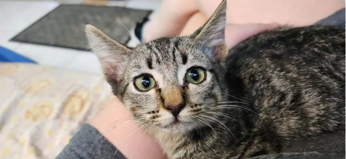 Gato ra a SRD-ViraLata idade 2 a 6 meses nome GREY