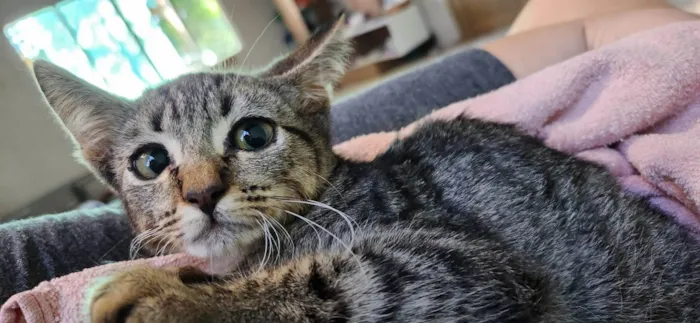 Gato ra a SRD-ViraLata idade 2 a 6 meses nome GREY