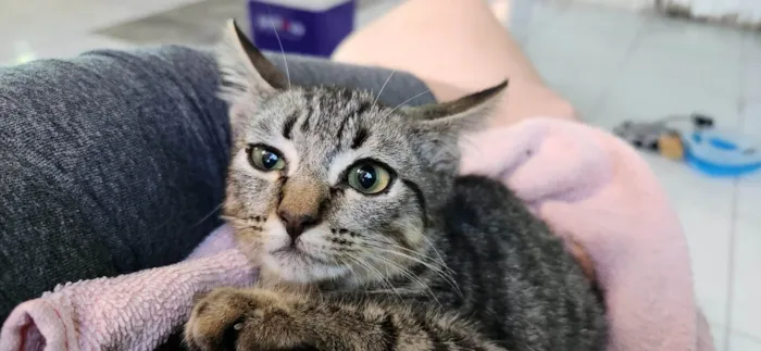 Gato ra a SRD-ViraLata idade 2 a 6 meses nome GREY