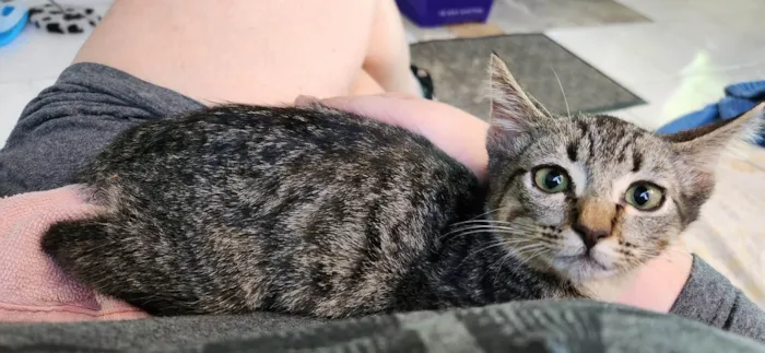 Gato ra a SRD-ViraLata idade 2 a 6 meses nome GREY