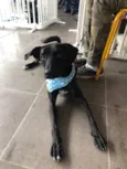 Cachorro raça Srd idade 2 anos nome Binho