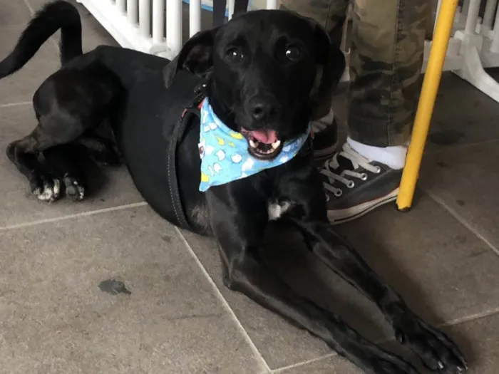 Cachorro raça Srd idade 2 anos nome Binho