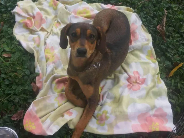 Cachorro ra a SRD idade 7 a 11 meses nome Mafalda 