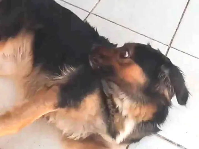 Cachorro ra a Vira lata  idade 4 anos nome Maria 