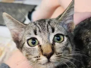 Gato raça SRD-ViraLata idade 2 a 6 meses nome GREY