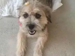 Gato raça SRD idade 1 ano nome Mel