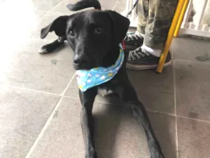Cachorro raça Srd idade 2 anos nome Binho