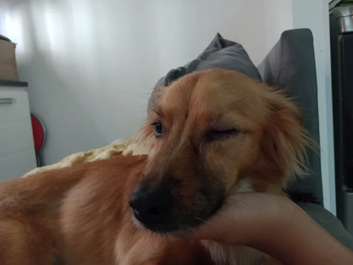 Cachorro ra a SDR idade 6 ou mais anos nome Gigi