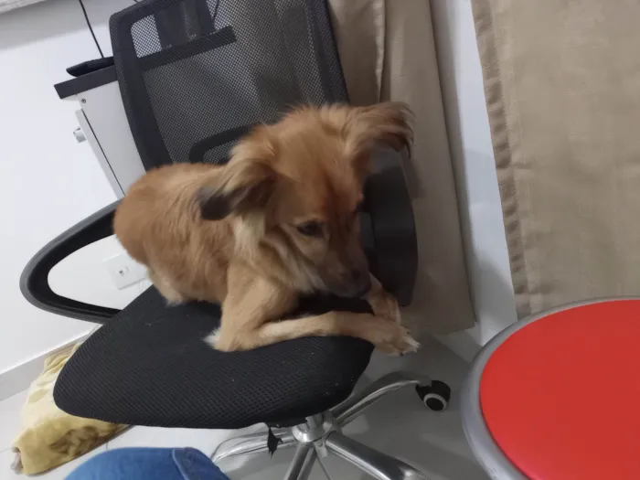 Cachorro ra a SDR idade 6 ou mais anos nome Gigi