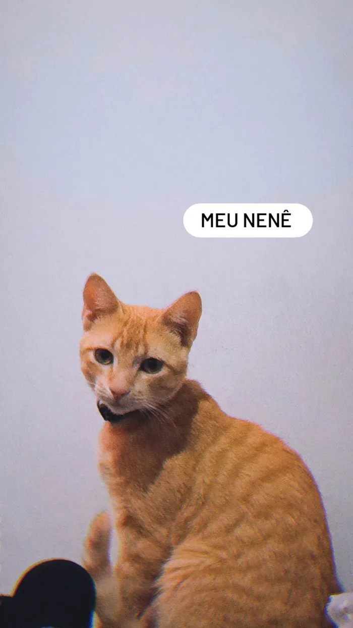 Gato raça vira lata idade 2 a 6 meses nome khali