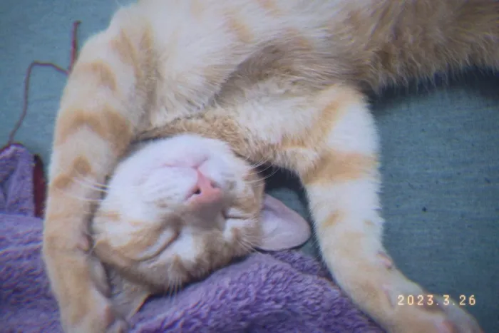 Gato raça vira lata idade 2 a 6 meses nome khali