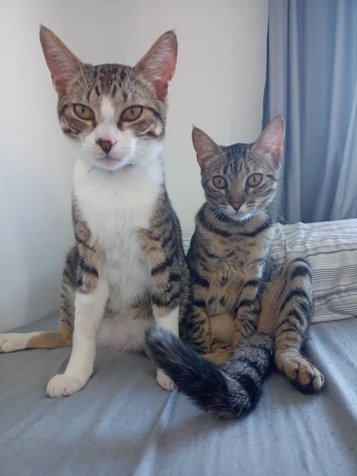 Gato ra a Felina  idade 2 a 6 meses nome Tim e Maia