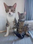 Tim e Maia