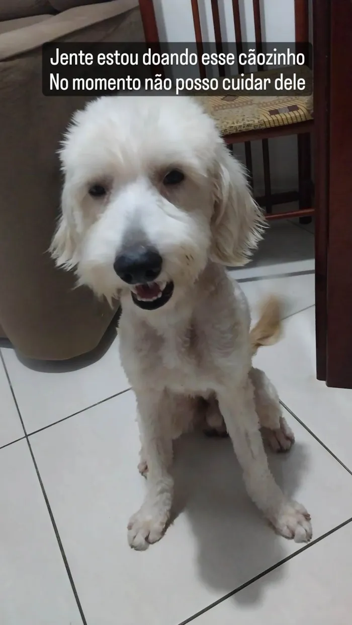 Cachorro raça Pudoo  idade 3 anos nome BRANQUINHO