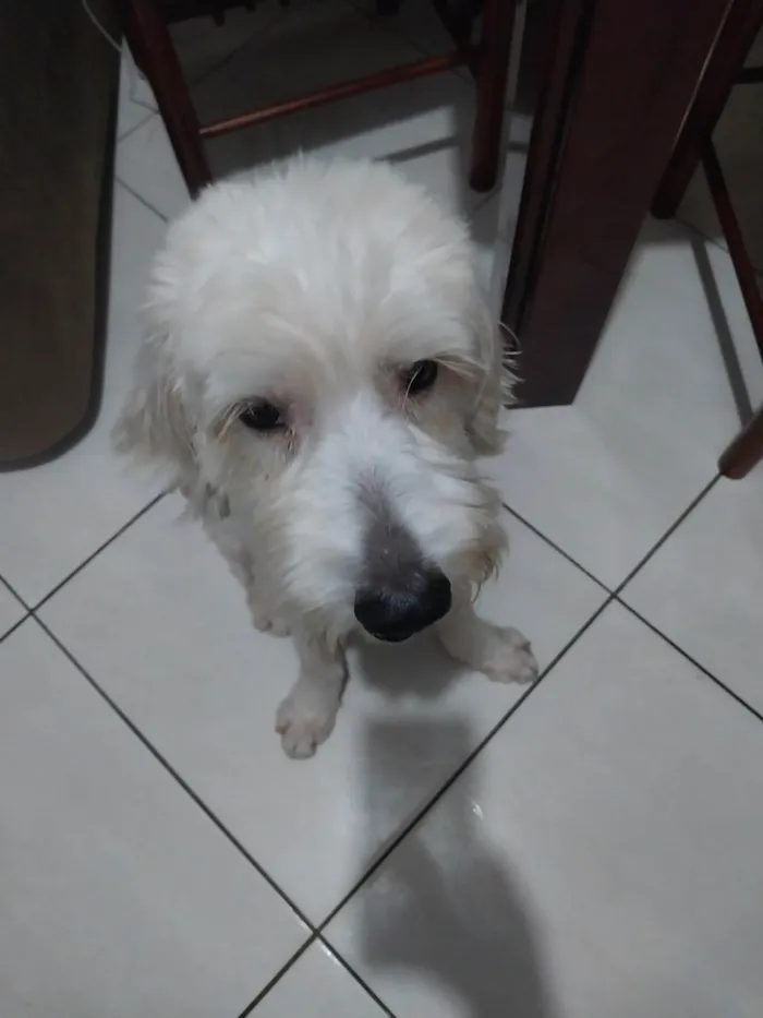 Cachorro raça Pudoo  idade 3 anos nome BRANQUINHO
