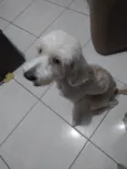 BRANQUINHO