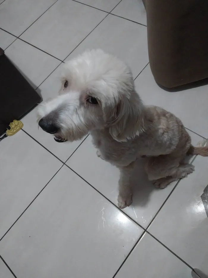 Cachorro raça Pudoo  idade 3 anos nome BRANQUINHO
