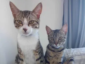 Gato raça Felina  idade 2 a 6 meses nome Tim e Maia