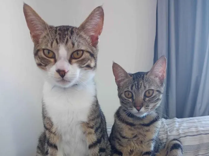 Gato ra a Felina  idade 2 a 6 meses nome Tim e Maia