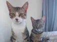 Tim e Maia