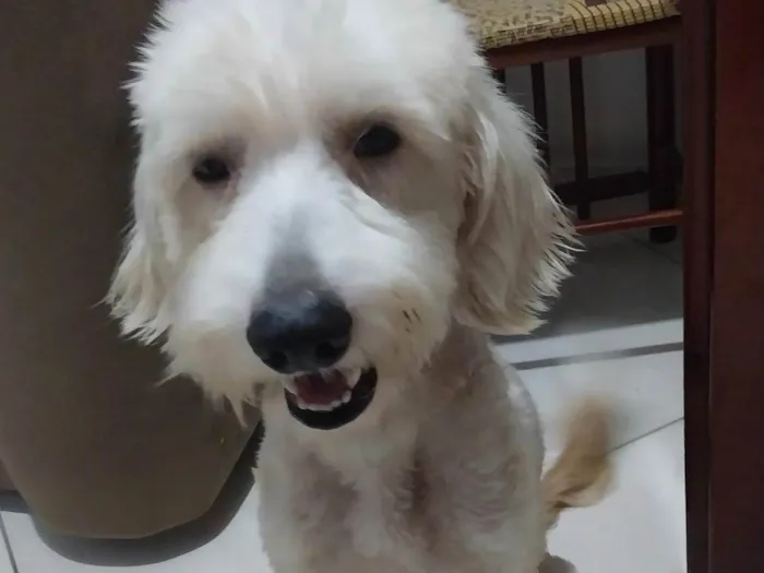 Cachorro raça Pudoo  idade 3 anos nome BRANQUINHO