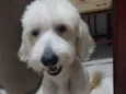 BRANQUINHO