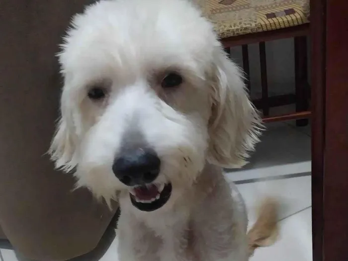 Cachorro raça Pudoo  idade 3 anos nome BRANQUINHO