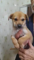 PITOCO