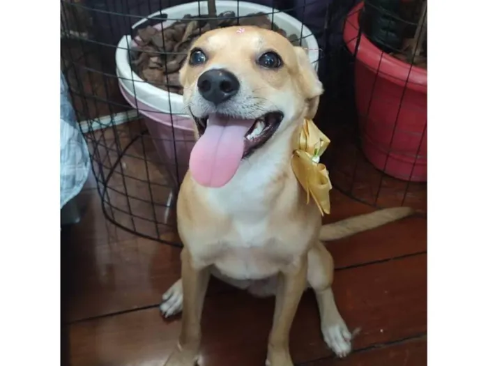Cachorro ra a Srd idade 7 a 11 meses nome Juliette