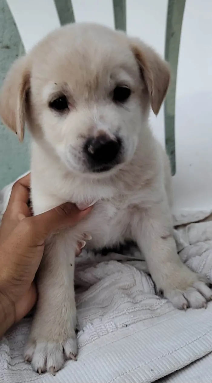 Cachorro ra a Srd idade 2 a 6 meses nome Filhotes 2 meses