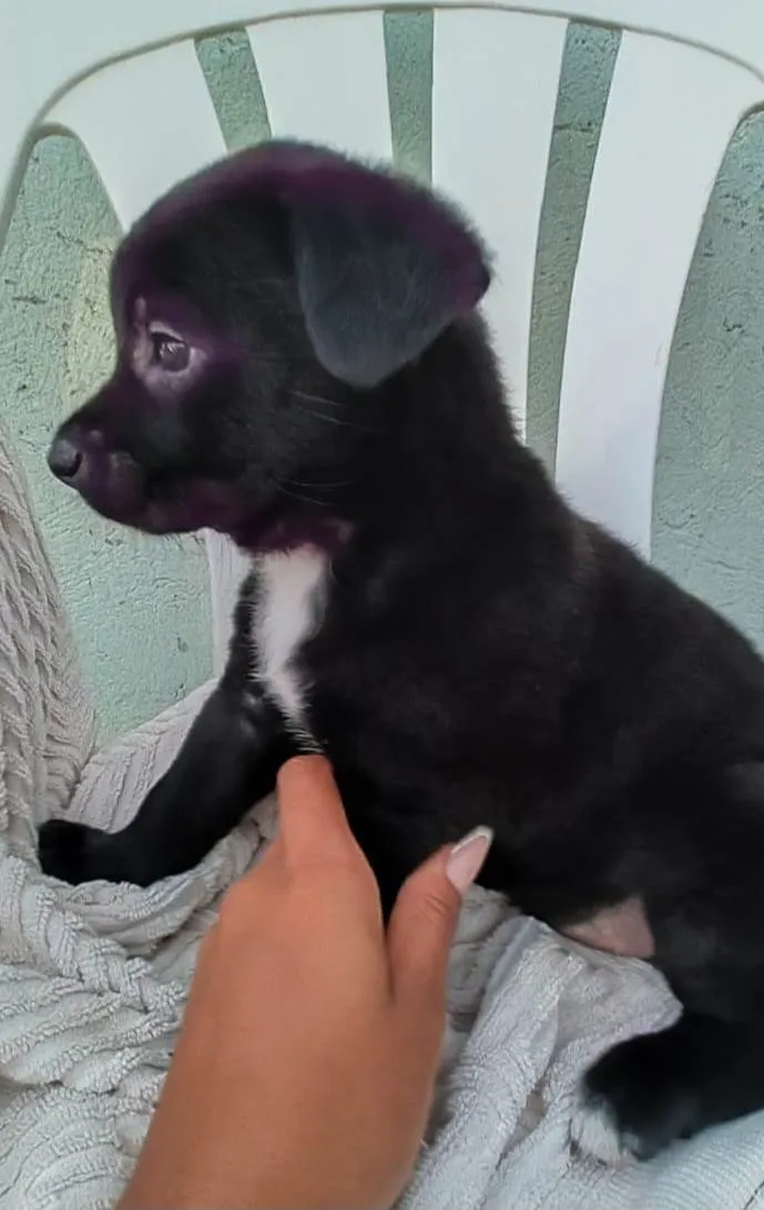 Cachorro ra a Srd idade 2 a 6 meses nome Filhotes 2 meses