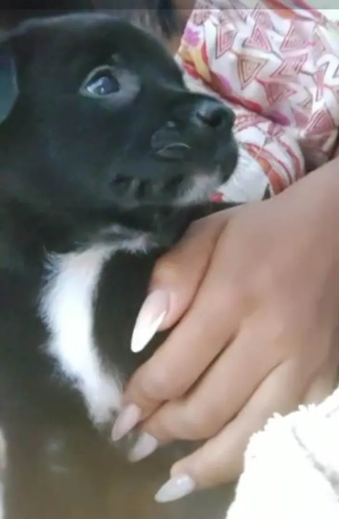 Cachorro ra a Srd idade 2 a 6 meses nome Filhotes 2 meses