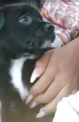Filhotes 2 meses