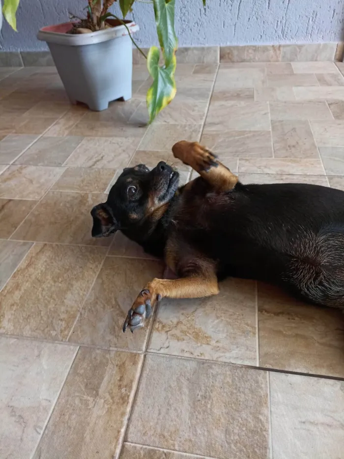Cachorro ra a SRD-ViraLata idade 6 ou mais anos nome Dolly