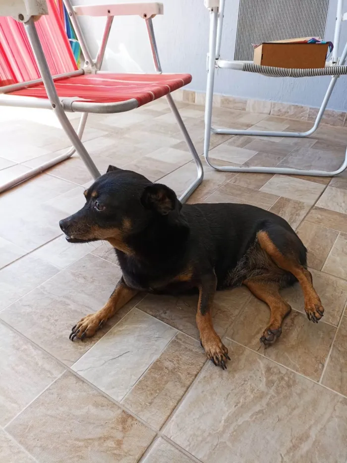 Cachorro ra a SRD-ViraLata idade 6 ou mais anos nome Dolly
