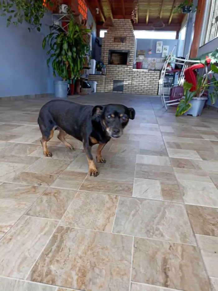 Cachorro ra a SRD-ViraLata idade 6 ou mais anos nome Dolly