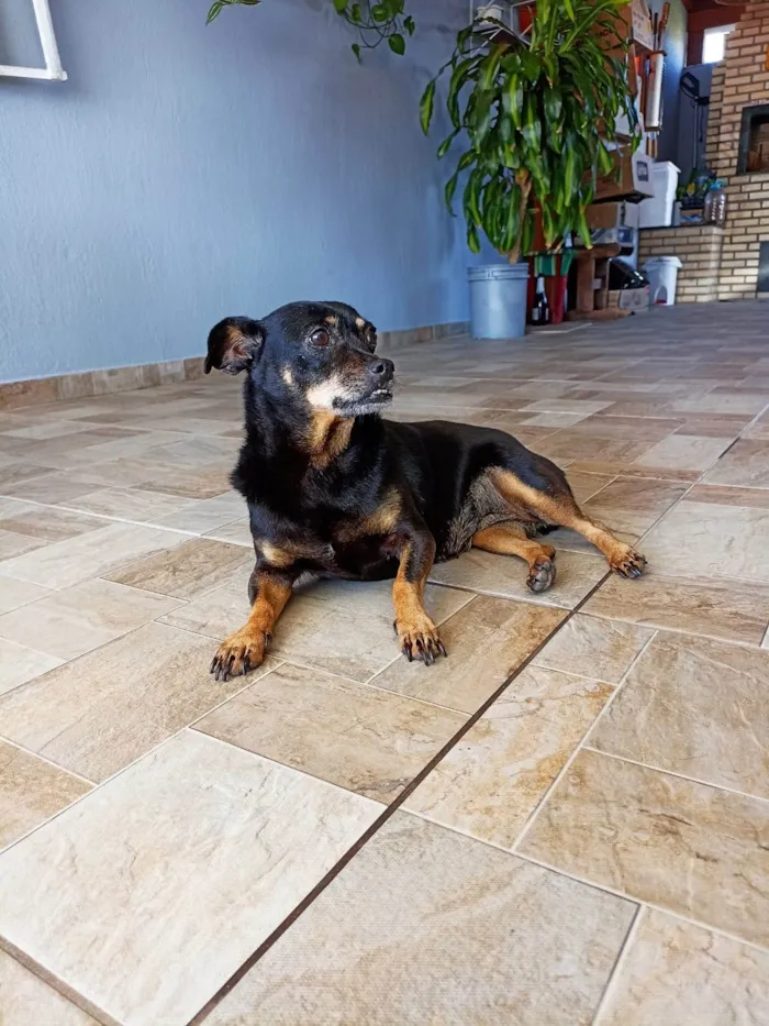 Cachorro ra a SRD-ViraLata idade 6 ou mais anos nome Dolly