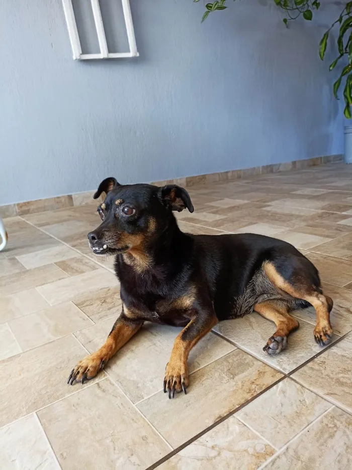 Cachorro ra a SRD-ViraLata idade 6 ou mais anos nome Dolly