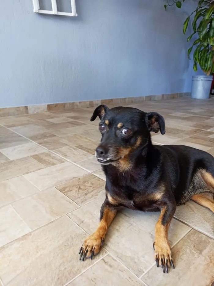 Cachorro ra a SRD-ViraLata idade 6 ou mais anos nome Dolly