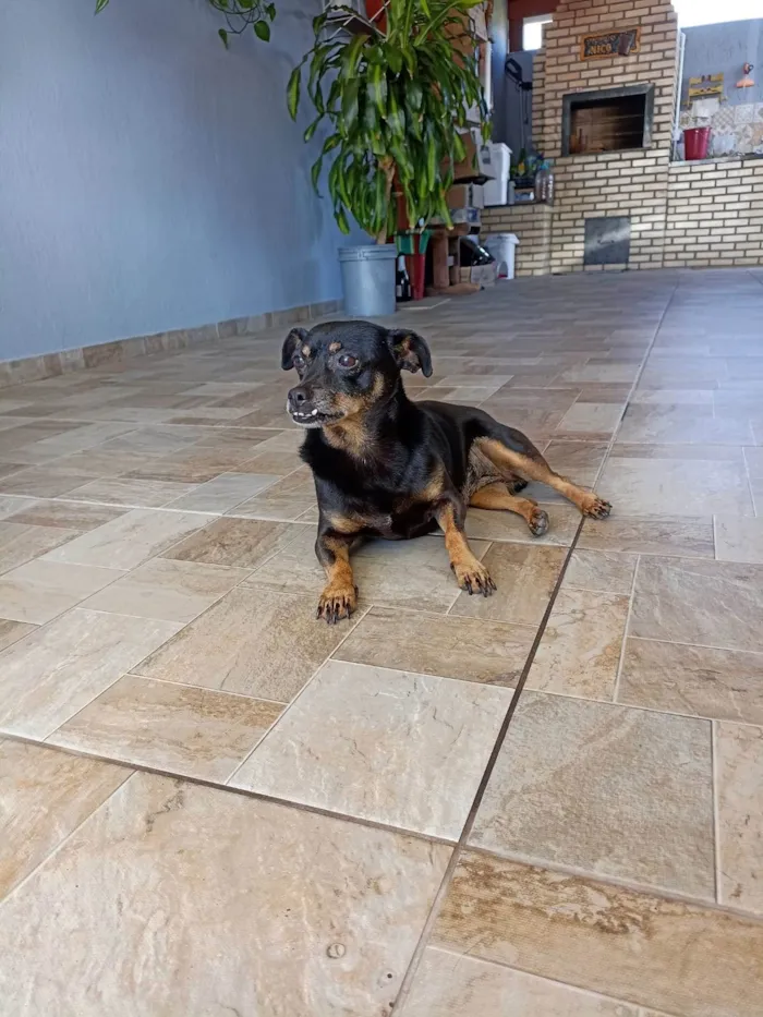 Cachorro ra a SRD-ViraLata idade 6 ou mais anos nome Dolly
