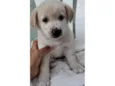 Filhotes 2 meses