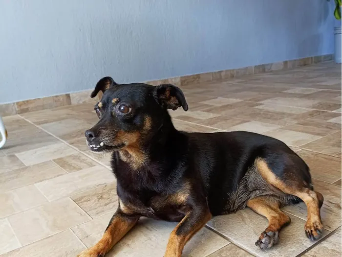 Cachorro ra a SRD-ViraLata idade 6 ou mais anos nome Dolly