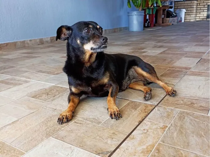 Cachorro ra a SRD-ViraLata idade 6 ou mais anos nome Dolly