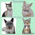 Gato raça Srd idade 1 ano nome Vários gatinhos 