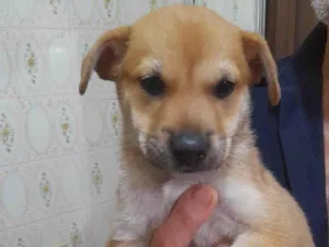 Cachorro raça SRD-ViraLata idade 2 a 6 meses nome PITOCO