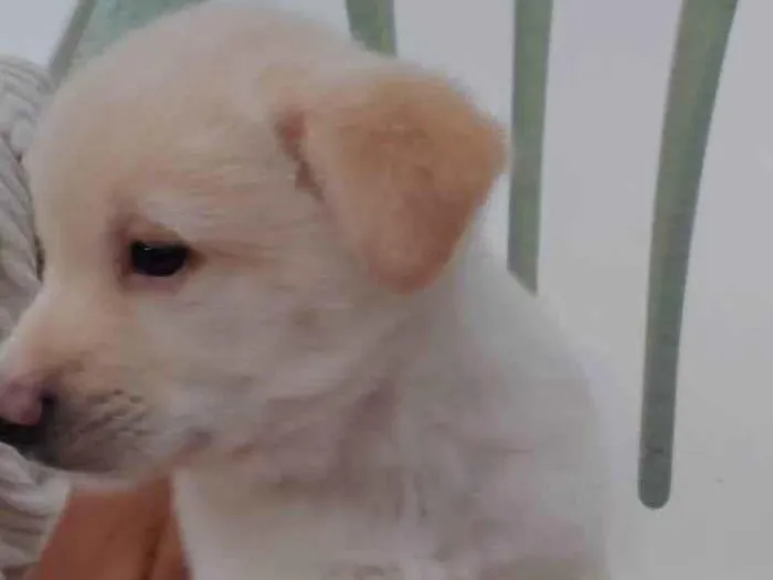Cachorro ra a Srd idade 2 a 6 meses nome Filhotes 2 meses