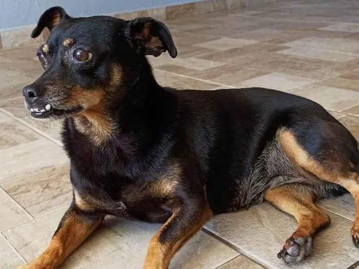Cachorro ra a SRD-ViraLata idade 6 ou mais anos nome Dolly