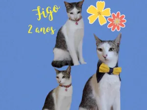 Gato raça Srd idade 1 ano nome Vários gatinhos 